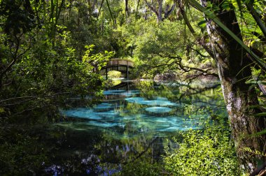 An arched wooden footbridge over the blue and emerald pools set amidst quiet and serene rich and lush tropical vegetation. Juniper Springs Florida. clipart