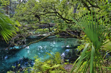 Bir kemerli ahşap yaya köprüsü üzerinde sessiz ve huzurlu zengin ve yemyeşil tropik bitki örtüsü ayarla mavi ve zümrüt havuzları. Ardıç Springs Florida.