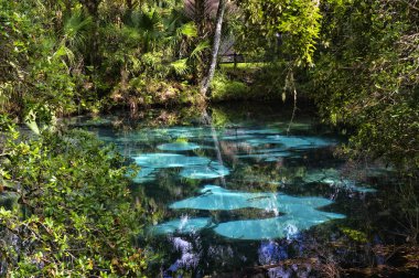 Sıcak mavi ve zümrüt jeotermal havuzları sessiz ve yemyeşil tropik bitki örtüsü arasında ayarlayın. Ardıç Springs Florida.