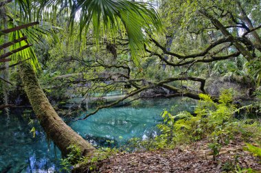 An arched wooden footbridge over the blue and emerald pools set amidst quiet and serene rich and lush tropical vegetation. Juniper Springs Florida. clipart