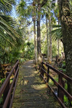 Wooden boardwalk in the recreation area in the Ocala National Forest located in Juniper Springs Florida clipart