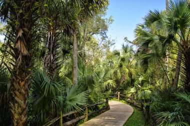Wooden boardwalk in the recreation area in the Ocala National Forest located in Juniper Springs Florida clipart