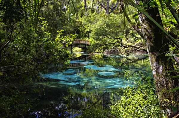 Bir kemerli ahşap yaya köprüsü üzerinde sessiz ve huzurlu zengin ve yemyeşil tropik bitki örtüsü ayarla mavi ve zümrüt havuzları. Ardıç Springs Florida.