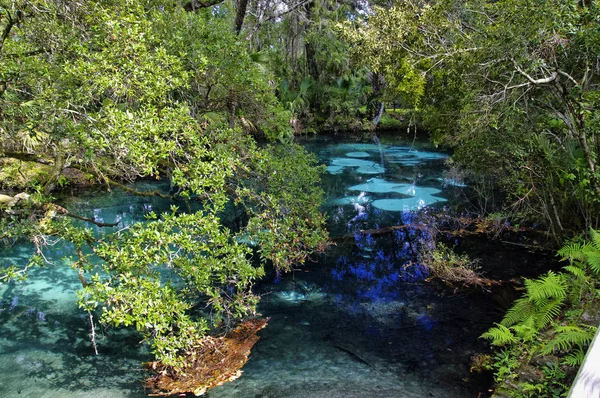 The hot blue and emerald geothermal pools set among quiet and lush tropical vegetation. Juniper Springs Florida.