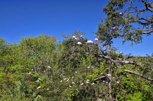 Roseate Spoonbills Sull Albero Augustine — Foto Stock