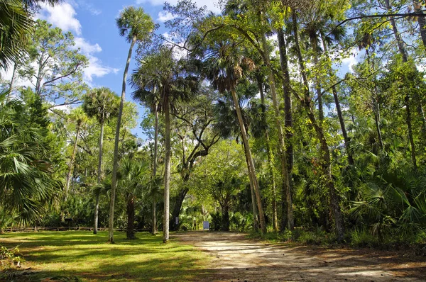 Strefie Rekreacyjnej Ocala National Forest Znajduje Się Juniper Springs Florydzie — Zdjęcie stockowe