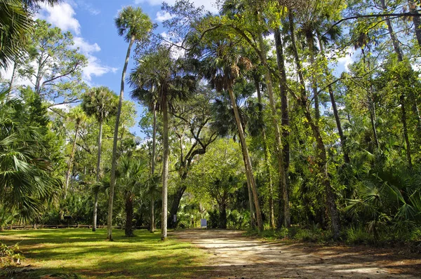 Rekreasyon alanı içinde Ocala Ulusal ardıç Springs Florida'da bulunan orman
