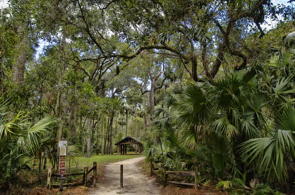 Зона Отдыха Национальном Лесу Окала Расположенная Джунипер Спрингс Флорида — стоковое фото