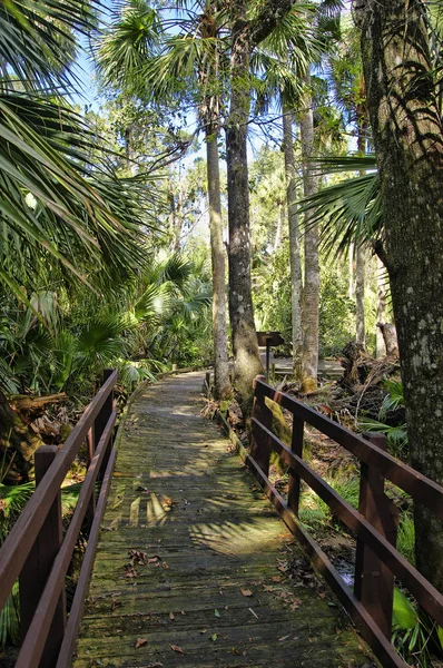 Drewniane Boardwalk Strefie Rekreacyjnej Ocala National Forest Znajduje Się Juniper — Zdjęcie stockowe