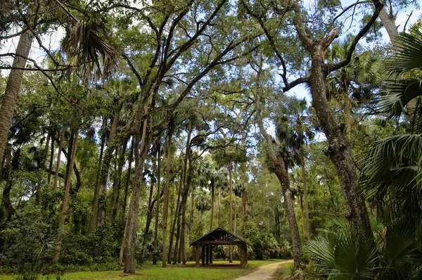 Rekreasyon alanı içinde Ocala Ulusal ardıç Springs Florida'da bulunan orman