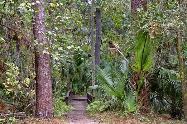 Strefie Rekreacyjnej Ocala National Forest Znajduje Się Juniper Springs Florydzie — Zdjęcie stockowe