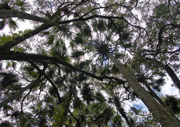 Χώρος Αναψυχής Για Εθνικό Δάσος Ocala Βρίσκεται Στο Florida Juniper — Φωτογραφία Αρχείου