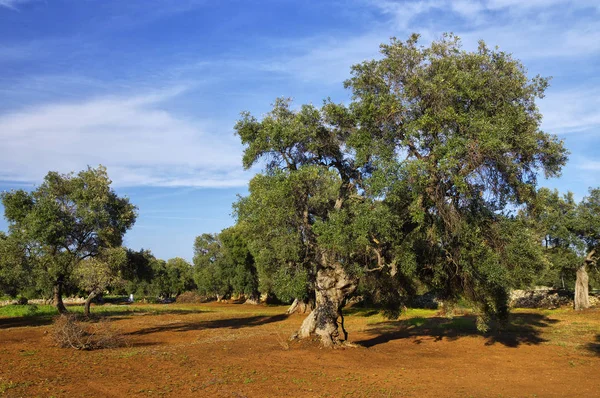 Plantación típica con olivos viejos y raros para la región de Apulia en el sur de Italia —  Fotos de Stock