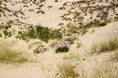 Bahar çiçekleri arasında kumlu manzara, Coto de Donana Milli Parkı Andalusia, İspanya