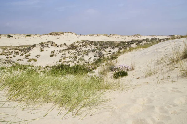 Het zandstrand landschap van Coto Donana Nationaal Park de in Andalusie, Spanje — Stockfoto