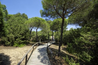 El Portil plajına giden kum tepecikleri boyunca ahşap bir kaldırım, İl Huelva, Endülüs, İspanya