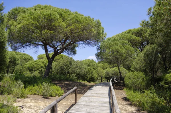 Passeggiata di legno attraverso le dune che portano alla spiaggia di El Portil, Provincia Huelva, Andalusia, Spagna — Foto Stock