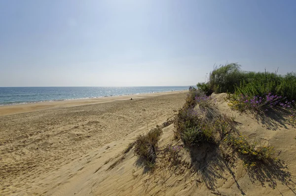 Endülüs, Ispanya 'daki Marismas del Odiel Milli Parkı 'nın kumlu manzarası — Stok fotoğraf