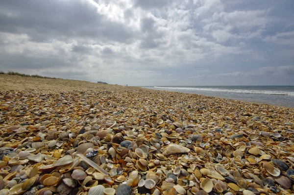 Landskapet Shell Beach ligger i Coto de Donana National Park i Andalusien, Spanien — Stockfoto