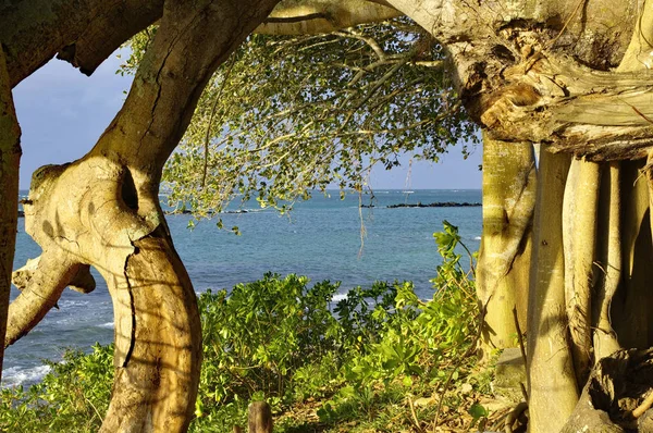 Μπάνιαν δέντρο στο Cap Malheureux, Μαυρίκιος. Καταπληκτικό δέντρο όμορφο δέντρο με περιπλανήσεις ρίζες — Φωτογραφία Αρχείου