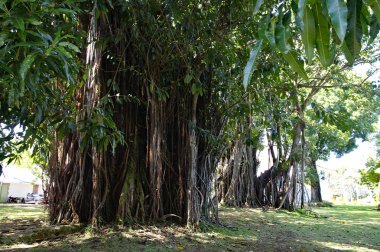 Grand Baie/Mauritius-Ağustos 13 2018: Grand Baie kasaba nebter eski Banyan ağacı, Mauritius
