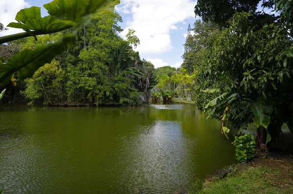 Sir Seewoosagur Ramgoolam Botanisk Have. Dette er en populær turistattraktion og den ældste botaniske have på den sydlige halvkugle . - Stock-foto