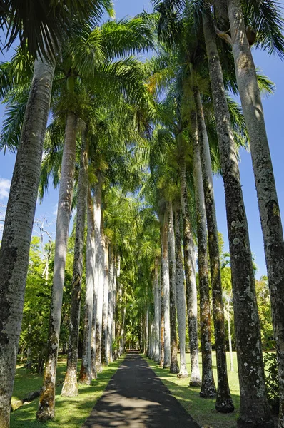 Botanická zahrada sira Seewoosagur Ramgoolam. Toto je oblíbená turistická atrakce a nejstarší Botanická zahrada na jižní polokouli. — Stock fotografie