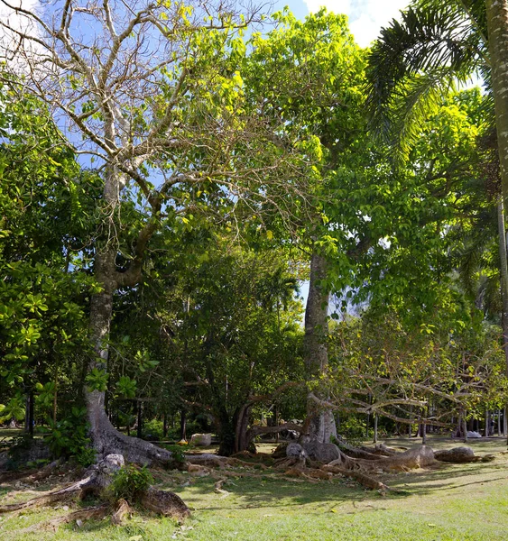 Viejos árboles en el Jardín Botánico Sir Seewoosagur Ramgoolam. Esta es una atracción turística popular y el jardín botánico más antiguo del hemisferio sur . —  Fotos de Stock