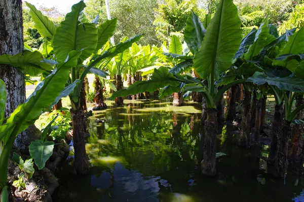 El Jardín Botánico Sir Seewoosagur Ramgoolam. Esta es una atracción turística popular y el jardín botánico más antiguo del hemisferio sur . —  Fotos de Stock