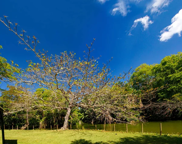 Árvore velha no Jardim Botânico Sir Seewoosagur Ramgoolam. Esta é uma atração turística popular e o jardim botânico mais antigo do hemisfério sul . — Fotografia de Stock