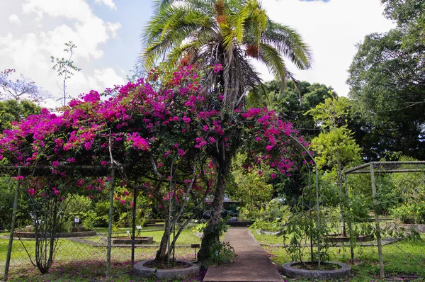 Le jardin botanique Sir Seewoosagur Ramgoolam. C'est une attraction touristique populaire et le plus ancien jardin botanique de l'hémisphère sud . — Photo