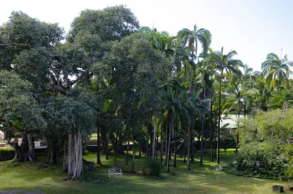 Uma bela vista do jardim exótico com velho banco branco no Chateau de Labourdonnais, um palácio colonial, Riviere Du Rempart, Maurício — Fotografia de Stock