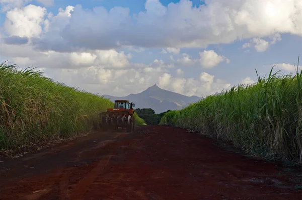 Mauritius-16 augusti 2018: en jordbrukstraktor på den röda grusvägen bland sockerrör fält som leder in toppar Mauritius berg. — Stockfoto