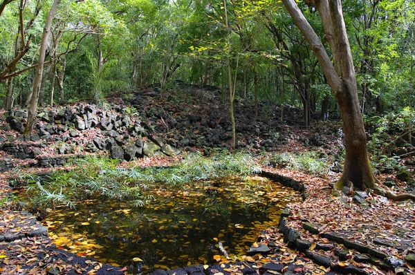 Un pequeño lago en el Parque Nacional Bras d 'Eau, Isla Mauricio . —  Fotos de Stock