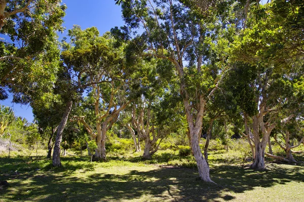 Gli alberi di eucalipto con un tronco biancastro di fronte alla giungla nell'isola di Mauritius. Alexandra cade Black River Gorges parco — Foto Stock