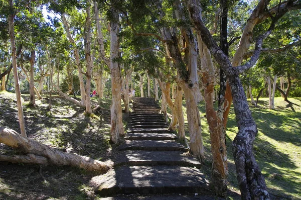 Mauricius - 22. srpna 2018: Schody mezi eukalyptovými stromy s bělavým kmenem před džunglí na ostrově Mauricius. Alexandra Falls Black River Gorges park — Stock fotografie