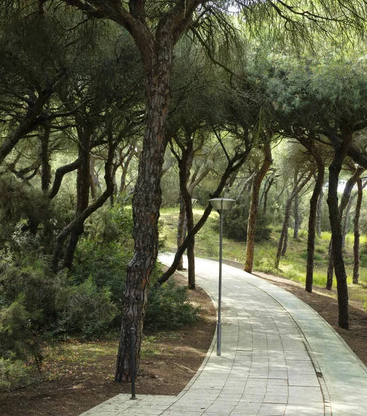 Walkway along the pine forest in Marismas del Odiel National Park in Andalusia, Spain — Stock Photo, Image