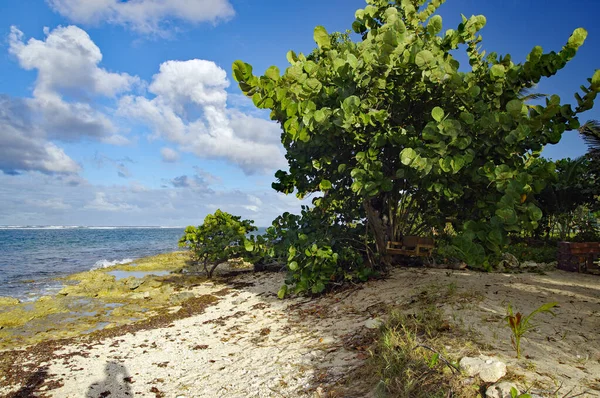 Playa de Autre Bord en Le Moule en Guadalupe, Indias occidentales francesas. Antillas Menores, Mar Caribe — Foto de Stock