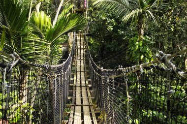 Asma köprüler üst Parc Des Mamelles, Guadeloupe Hayvanat Bahçesi, ağaçların Chemin de la Retraite, Bouillante üzerinde yağmur ormanlarının ortasında. Basse Terre Guadeloupe Adası, Fransız Caribbean.