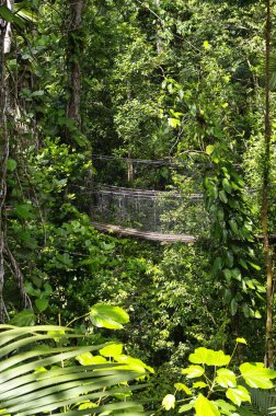 Asma köprüler üst Parc Des Mamelles, Guadeloupe Hayvanat Bahçesi, ağaçların Chemin de la Retraite, Bouillante üzerinde yağmur ormanlarının ortasında. Basse Terre Guadeloupe Adası, Fransız Caribbean.