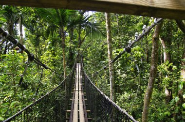Asma köprüler üst Parc Des Mamelles, Guadeloupe Hayvanat Bahçesi, ağaçların Chemin de la Retraite, Bouillante üzerinde yağmur ormanlarının ortasında. Basse Terre Guadeloupe Adası, Fransız Caribbean.