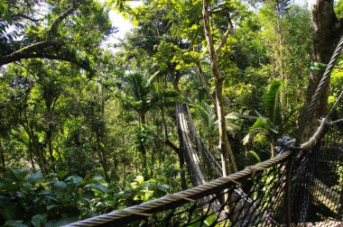 Asma köprüler üst Parc Des Mamelles, Guadeloupe Hayvanat Bahçesi, ağaçların Chemin de la Retraite, Bouillante üzerinde yağmur ormanlarının ortasında. Basse Terre Guadeloupe Adası, Fransız Caribbean.