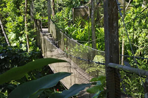 Wiszących mostów na górze drzew w Parc Des Mamelles, Gwadelupa Zoo, w środku lasu deszczowego na Chemin de la: Retraite, Bouillante. Basse Terre wyspie Gwadelupa, francuski Caribbean. — Zdjęcie stockowe