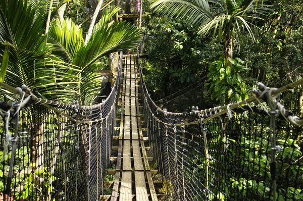 Wiszących mostów na górze drzew w Parc Des Mamelles, Gwadelupa Zoo, w środku lasu deszczowego na Chemin de la: Retraite, Bouillante. Basse Terre wyspie Gwadelupa, francuski Caribbean. — Zdjęcie stockowe