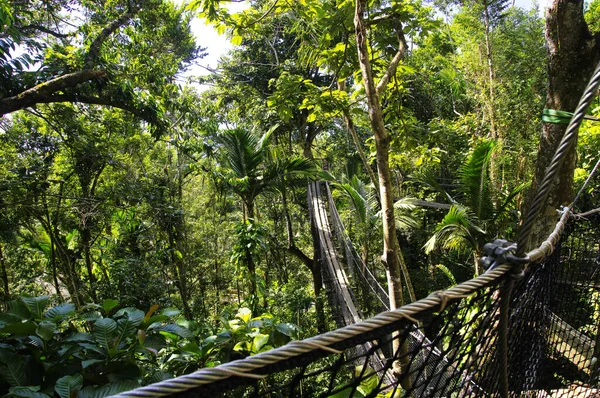 Visutými mosty v horní části stromů v Parc Des Mamelles, Guadeloupe Zoo, uprostřed deštného pralesa na Chemin de la Retraite, destinaci Bouillante. Basse Terre v ostrově Guadeloupe, Francouzská. — Stock fotografie