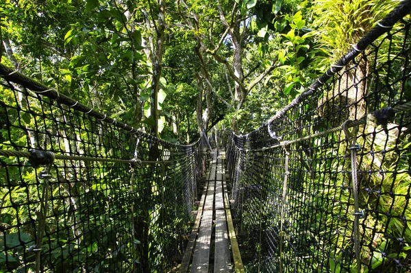 Suspended bridges at top of the trees in Parc Des Mamelles, Guadeloupe Zoo, in the middle of the rainforest on Chemin de la Retraite, Bouillante. Basse Terre in Guadeloupe Island, French Caribbean. — Stock Photo, Image