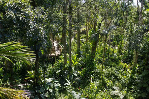 Pontes suspensas no topo das árvores em Parc Des Mamelles, Guadalupe Zoo, no meio da floresta tropical em Chemin de la Retraite, Bouillante. Basse Terre na ilha de Guadalupe, Caribe Francês . — Fotografia de Stock