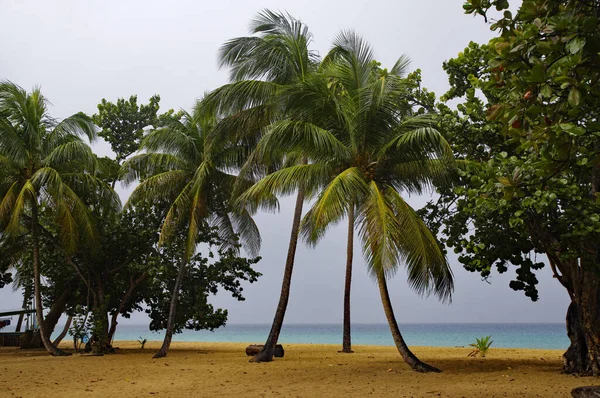 Playa Grande-Anse en Basse-Terre en la isla de Guadalupe — Foto de Stock