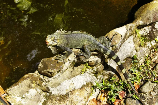 Green Iguana dari Guadeloupe. Perancis Hindia Barat . — Stok Foto