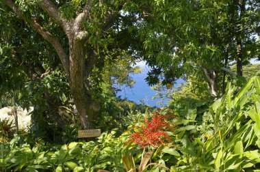 Vahşi Madagaskar yolcularının ağacı, Ravenala madagascariensis Basse-Terre, Guadeloupe 'un kuzey batısında.